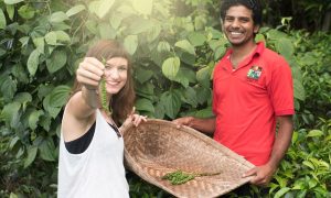 Sameera und Gründerin Laura bei der Pfeffer-Ernte auf Sri Lanka